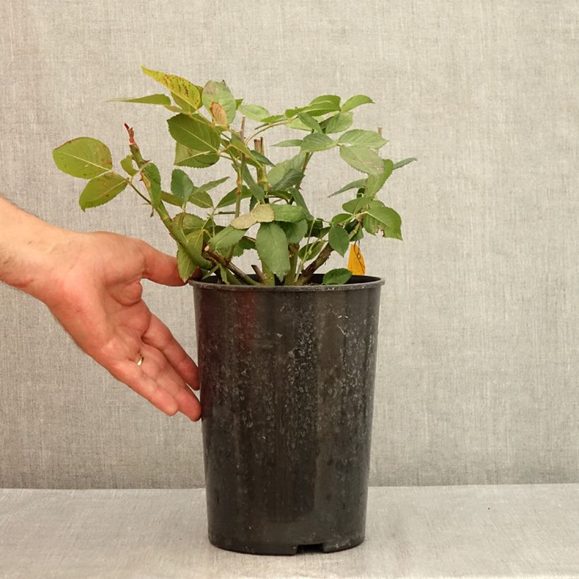 Exemplaar van Rosa Queen Elizabeth - Grootbloemige roos Pot van 4 l/5 l zoals geleverd in de zomer