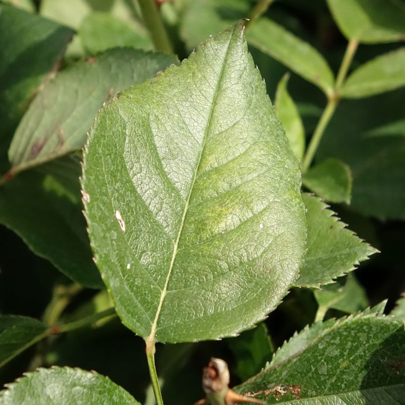 Rosa Queen Elizabeth - Grootbloemige roos (Blad)