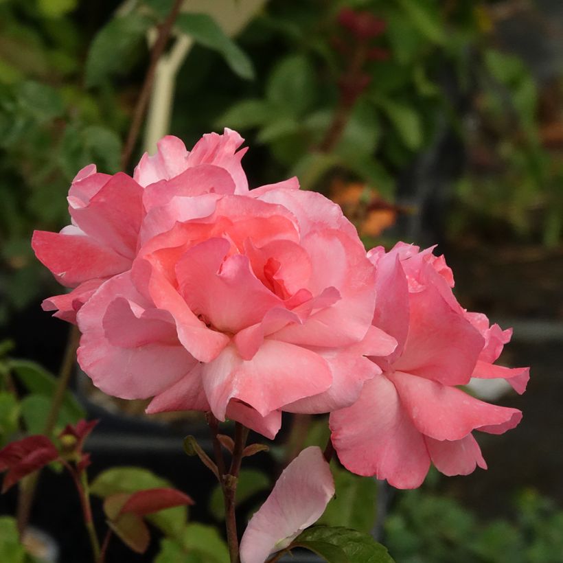 Rosa Queen Elizabeth - Grootbloemige roos (Bloei)