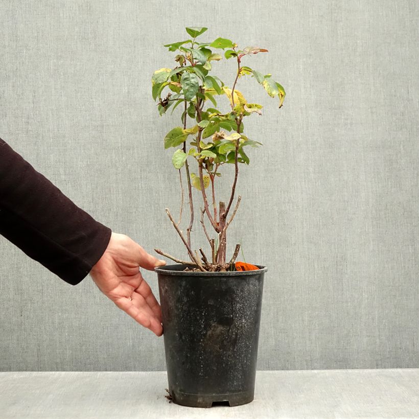 Exemplaar van Rosa Raffaello - Grootbloemige roos Pot van 4 l/5 l zoals geleverd in de herfst