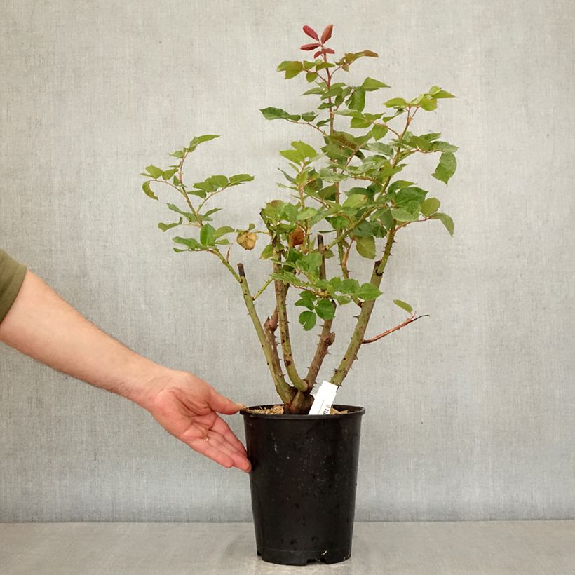 Exemplaar van Rosa Rallye des Gazelles - Grootbloemige roos Pot van 4 l/5 l zoals geleverd in de lente