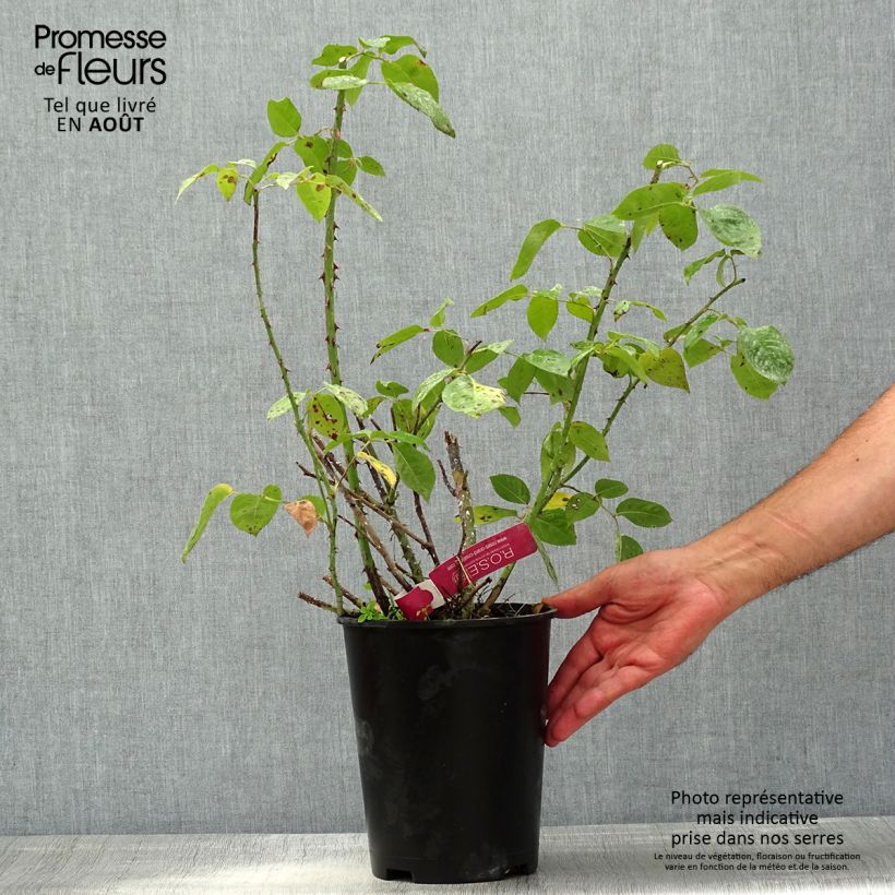 Exemplaar van Rosa Reine des Parfums - Grootbloemige roos Pot van 4 l/5 l zoals geleverd in de zomer