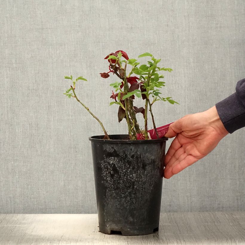 Example of Rosa Reine des Parfums - Grootbloemige roos Pot van 4 l/5 l as you get in printemps