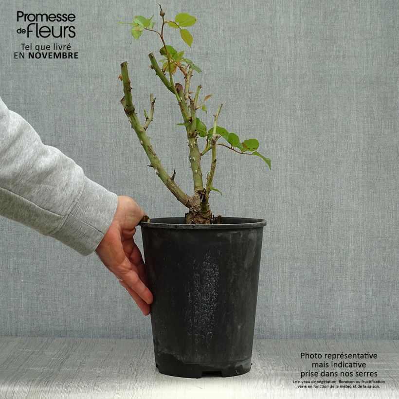 Exemplaar van Rosa Naomi - Grootbloemige roos Pot van 4 l/5 l zoals geleverd in de herfst