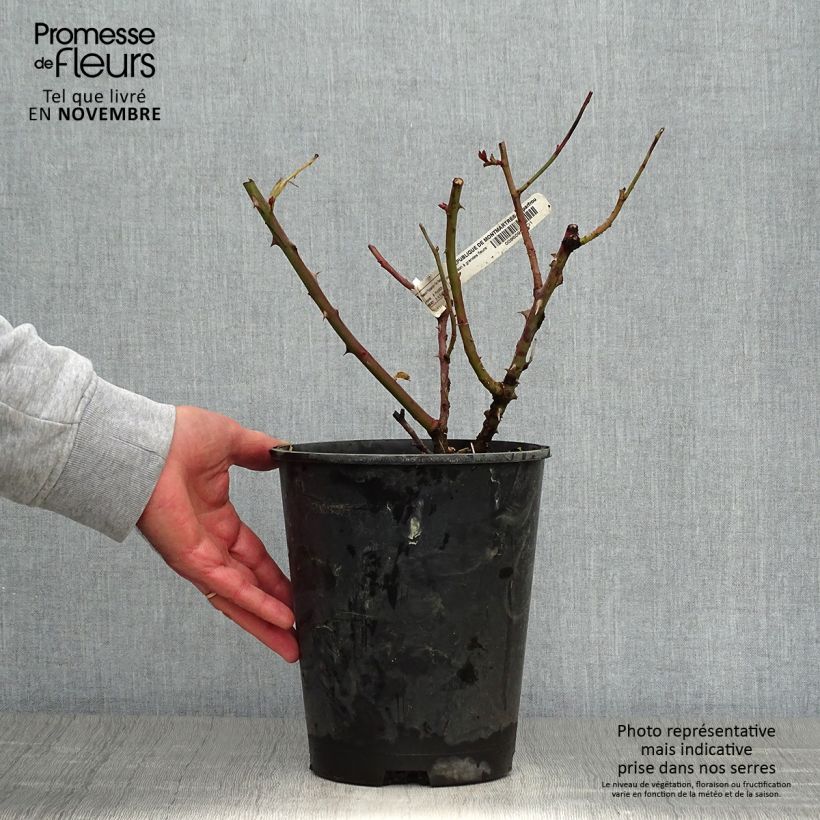 Exemplaar van Rosa République de Montmartre - Grootbloemige roos Pot van 4 l/5 l zoals geleverd in de herfst