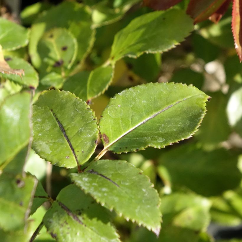 Rosa Le Roi de Coeur - Grootbloemige roos (Blad)