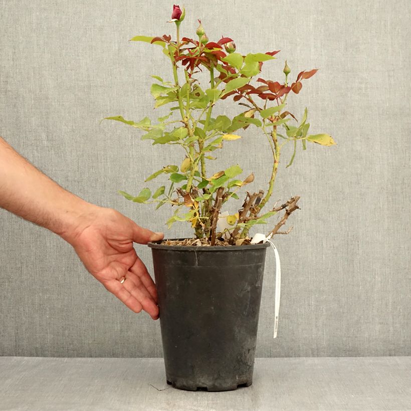 Example of Rosa Le Roi de Coeur - Grootbloemige roos Pot van 4 l/5 l as you get in ete