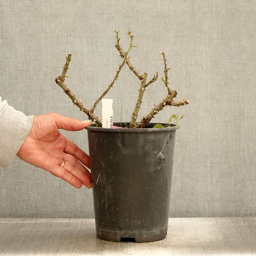 Exemplaar van Rosa Rose Alleyson - Grootbloemige roos Pot van 4 l/5 l zoals geleverd in de herfst