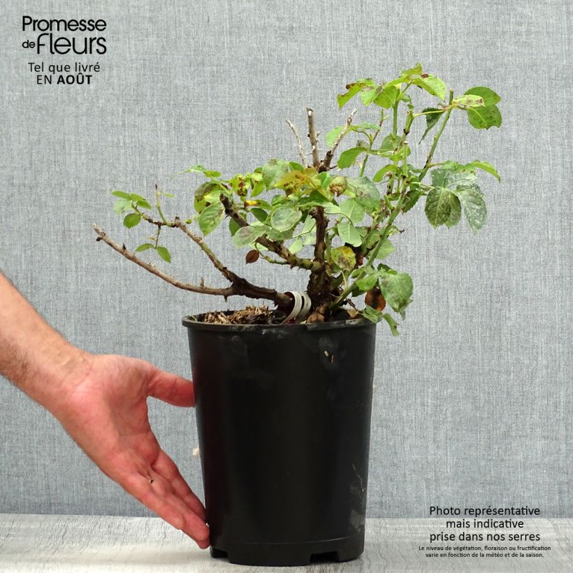 Exemplaar van Rosa Rose Alleyson - Grootbloemige roos Pot van 4 l/5 l zoals geleverd in de zomer