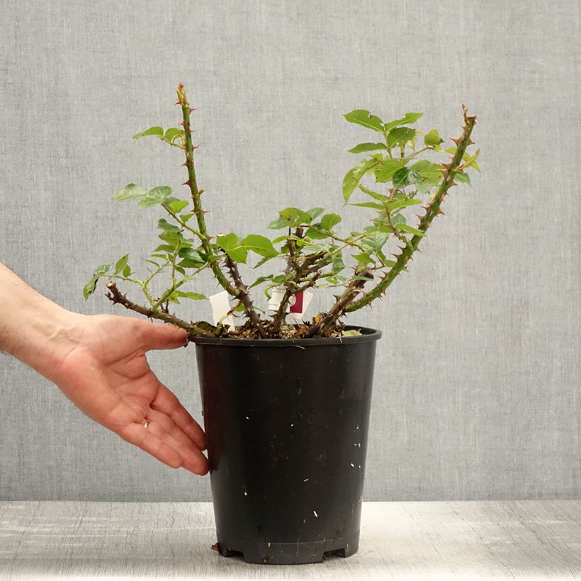 Exemplaar van Rosa Rose Alleyson - Grootbloemige roos Pot van 4 l/5 l zoals geleverd in de lente