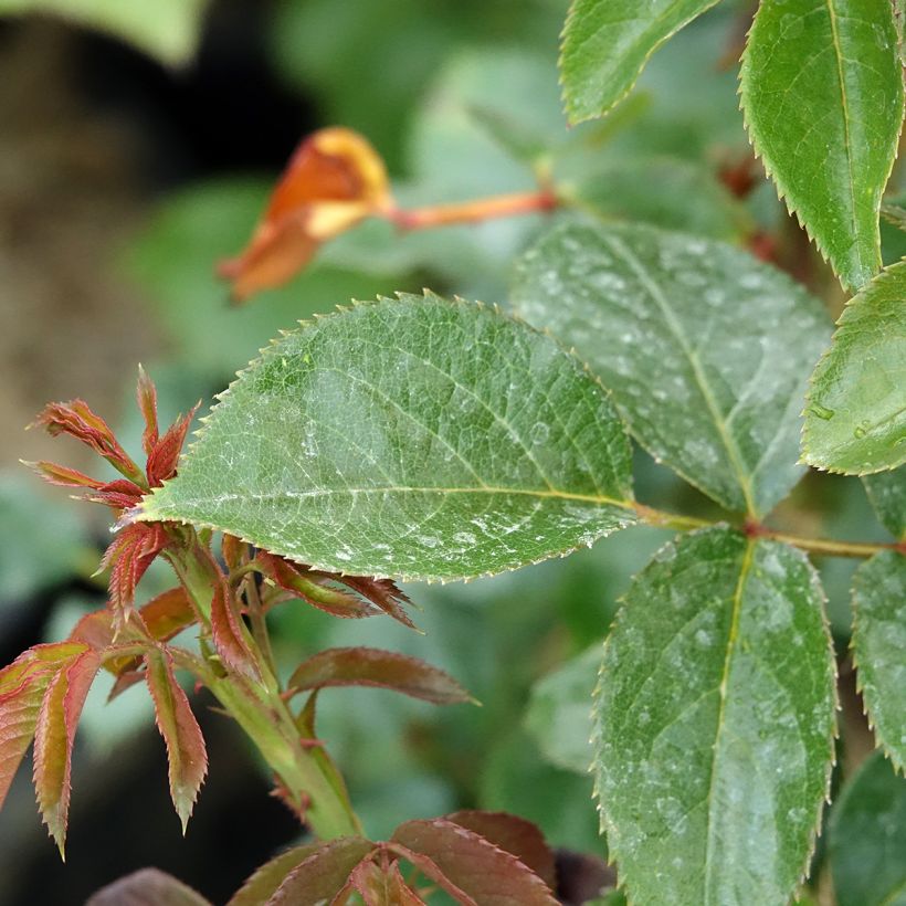 Rosa Rose Clos Vougeot - Grootbloemige roos (Blad)