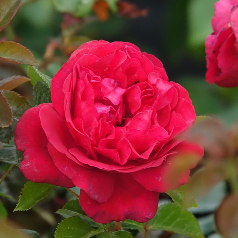 Rosa Rose Clos Vougeot - Grootbloemige roos (Bloei)