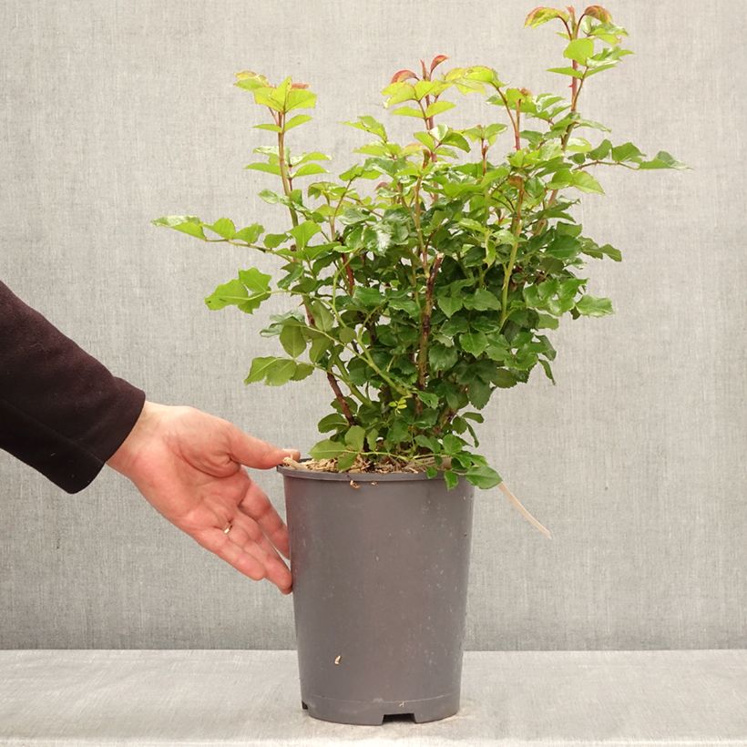 Exemplaar van Rosa Rose der Hoffnung - Grootbloemige roos Pot van 4 l/5 l zoals geleverd in de lente
