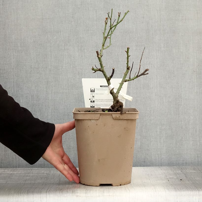 Exemplaar van Rosa Le Petit Prince - Grootbloemige roos Pot van 4 l/5 l zoals geleverd in de herfst