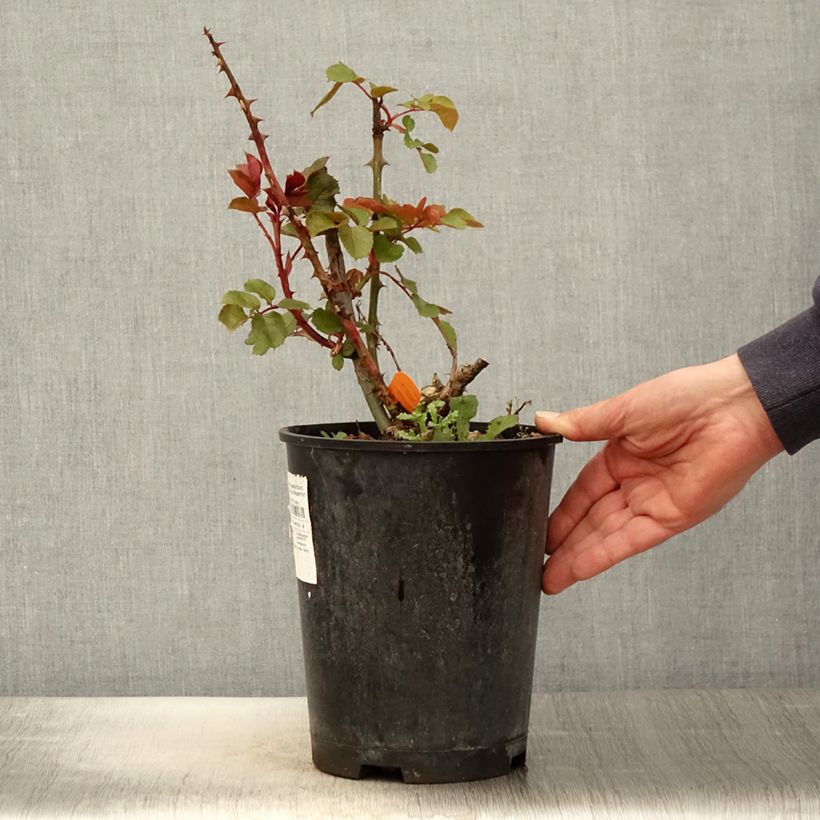 Exemplaar van Rosa Elbjuwel - Grootbloemige roos Pot van 4 l/5 l zoals geleverd in de lente