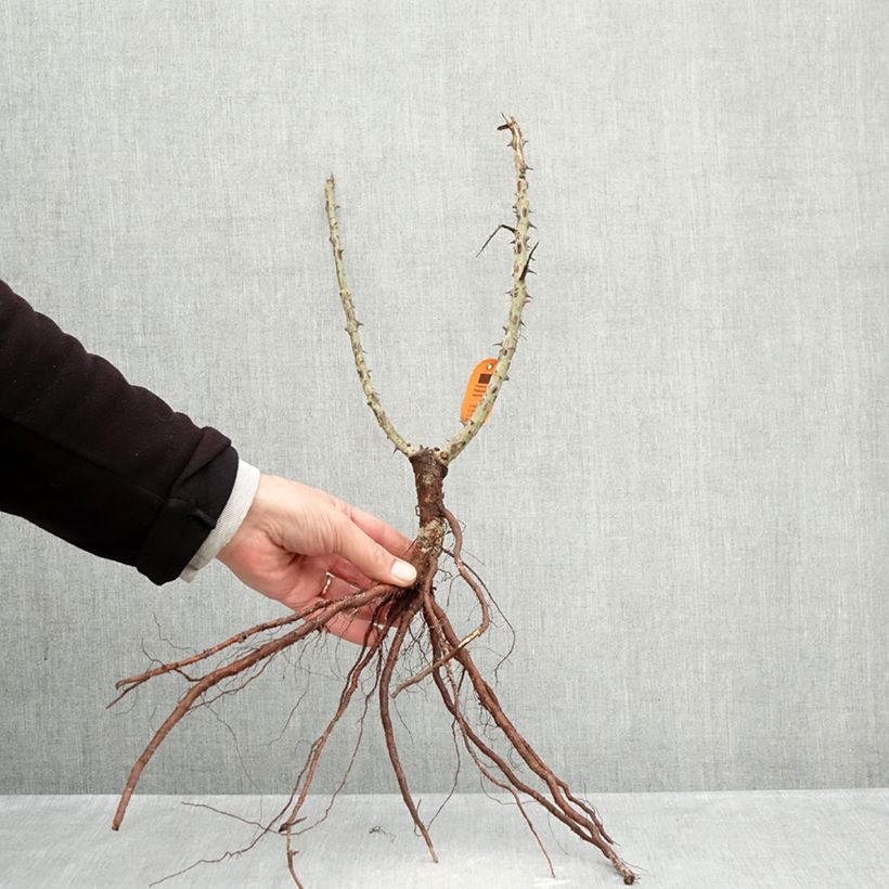 Exemplaar van Rosa Elbjuwel - Grootbloemige roos Naakte wortel zoals geleverd in de winter