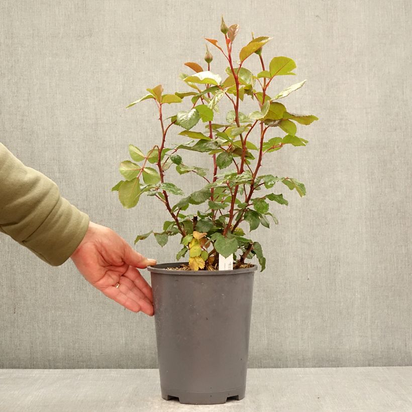 Exemplaar van Rosa Schwarze Madonna - Grootbloemige roos Pot van 4 l/5 l zoals geleverd in de lente