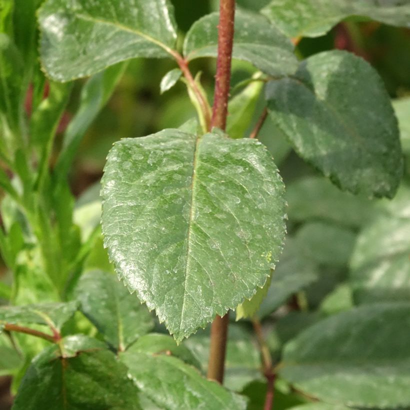 Rosa Schwarze Madonna - Grootbloemige roos (Blad)