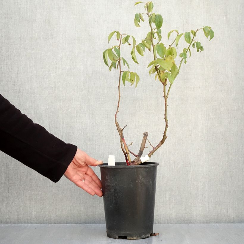 Exemplaar van Rosa Sophia Renaissance - Grootbloemige roos Pot van 4 l/5 l zoals geleverd in de herfst