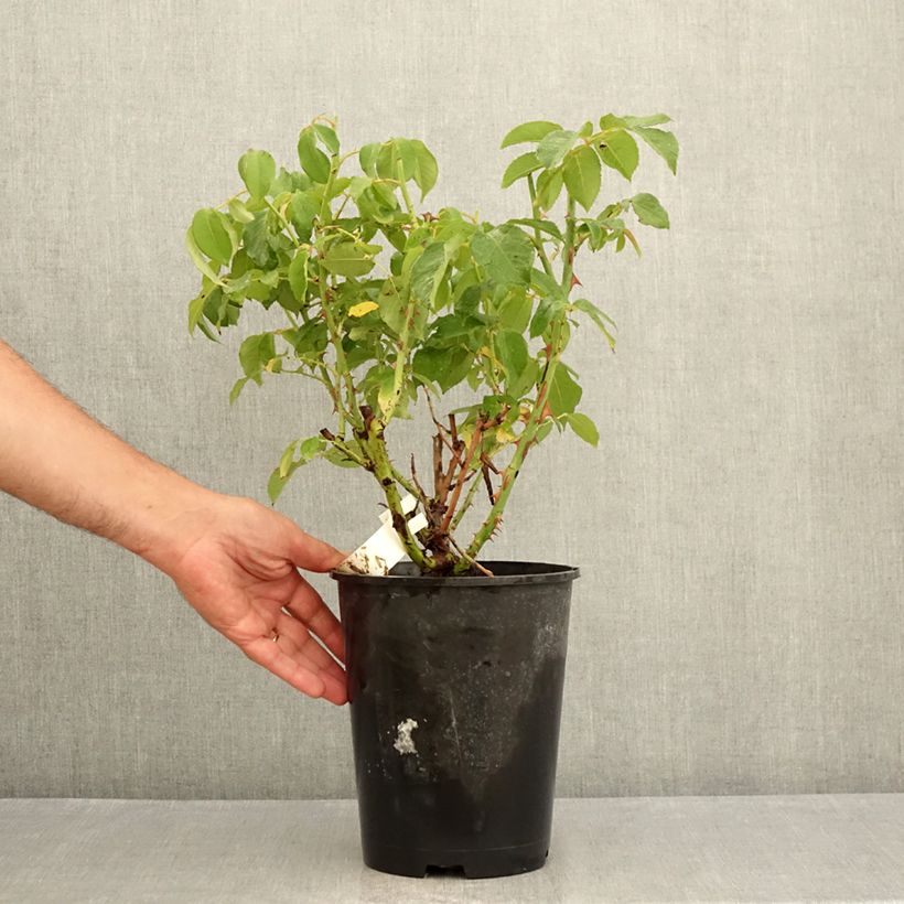 Exemplaar van Rosa Sophia Renaissance - Grootbloemige roos Pot van 4 l/5 l zoals geleverd in de zomer