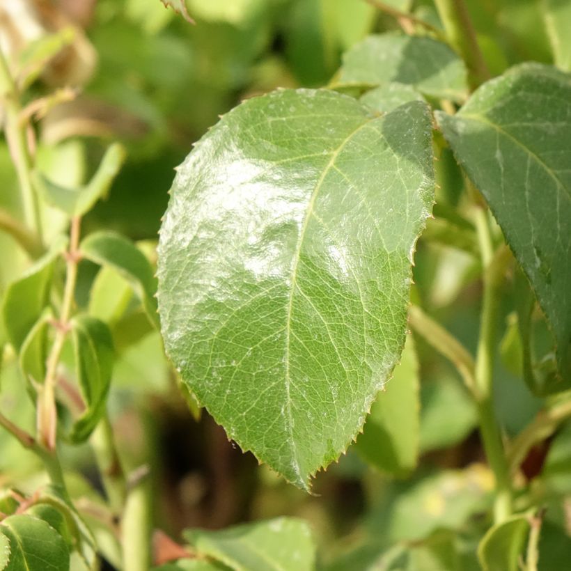 Rosa Sophia Renaissance - Grootbloemige roos (Blad)