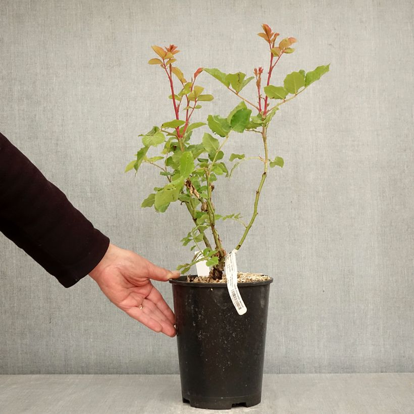 Exemplaar van Rosa Sophie Rochas - Grootbloemige roos Pot van 3 l/4 l zoals geleverd in de lente