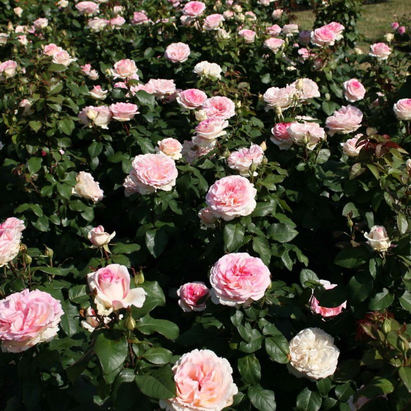 Rosa Souvenir de Baden-Baden - Grootbloemige roos (Groeiplaats)