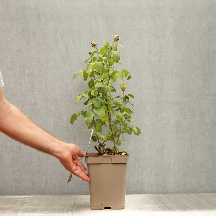 Exemplaar van Rosa Souvenir de Baden-Baden - Grootbloemige roos Pot van 4 l/5 l zoals geleverd in de zomer