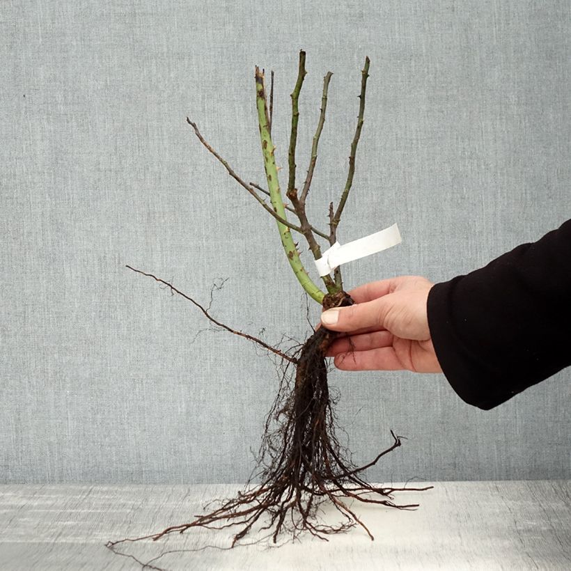 Exemplaar van Rosa Souvenir de Baden-Baden - Grootbloemige roos Naakte wortel zoals geleverd in de winter