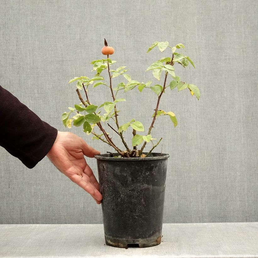 Exemplaar van Rosa Summertime - Grootbloemige roos Pot van 4 l/5 l zoals geleverd in de herfst