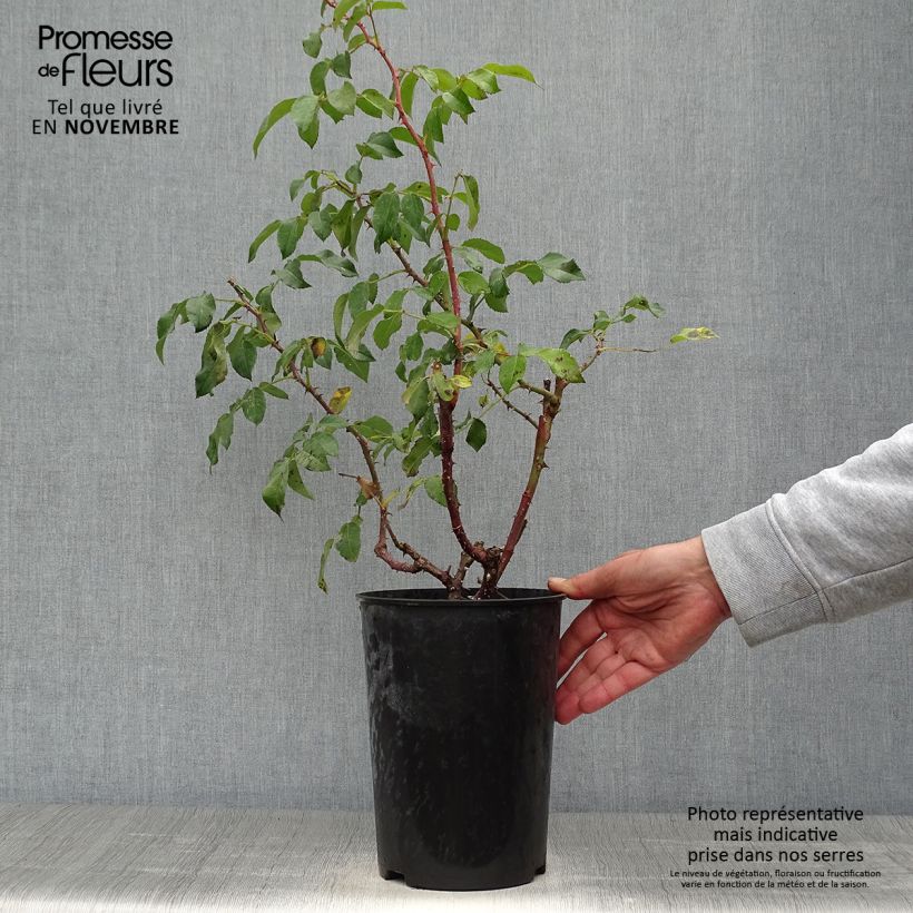 Exemplaar van Rosa Sunny Sky - Grootbloemige roos Pot van 4 l/5 l zoals geleverd in de herfst