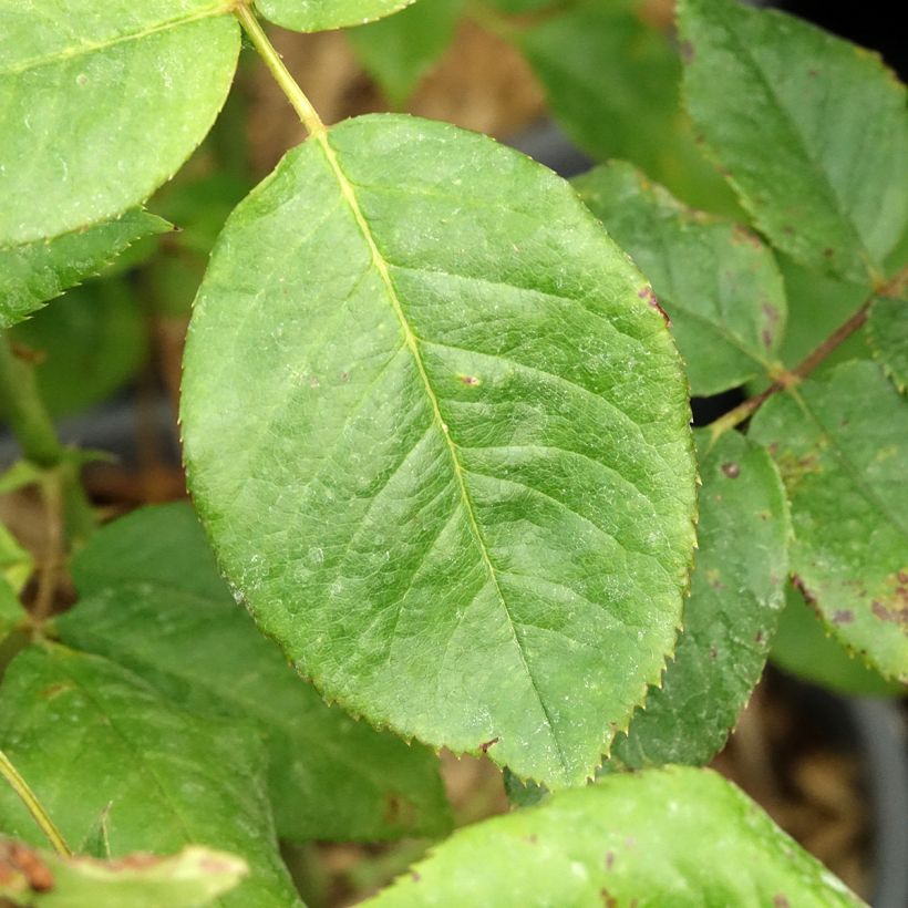Rosa Sweet Eureka - Grootbloemige roos (Blad)