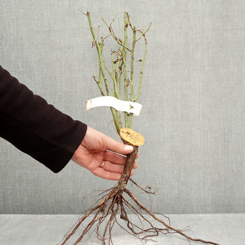 Exemplaar van Rosa Sweet Eureka - Grootbloemige roos Naakte wortel zoals geleverd in de winter