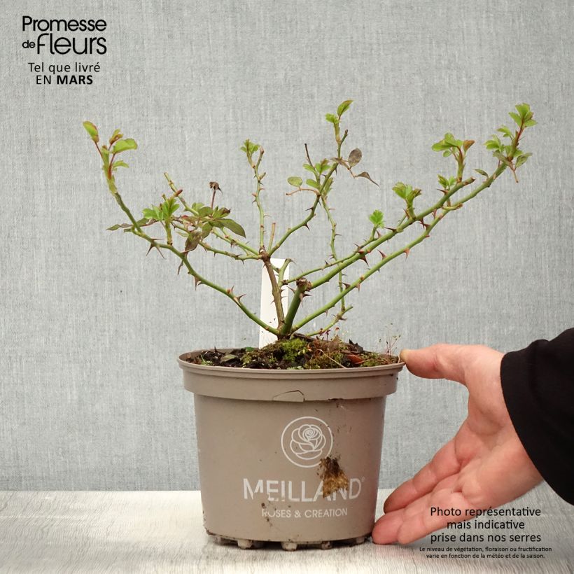 Exemplaar van Rosa Chandos Beauty - Grootbloemige roos Pot van 4 l/5 l zoals geleverd in de lente