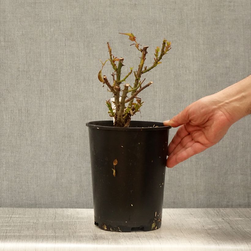 Exemplaar van Rosa Terra Botanica - Grootbloemige roos Pot van 4 l/5 l zoals geleverd in de lente
