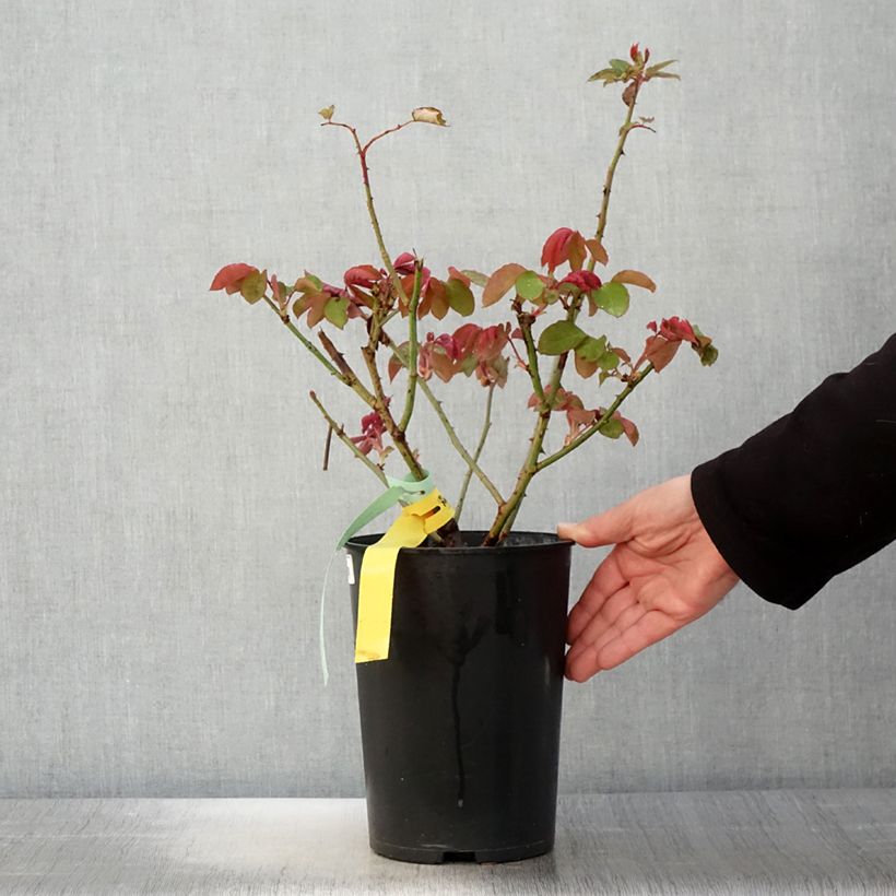 Exemplaar van Rosa The McCartney Rose - Grootbloemige roos Pot van 4 l/5 l zoals geleverd in de lente