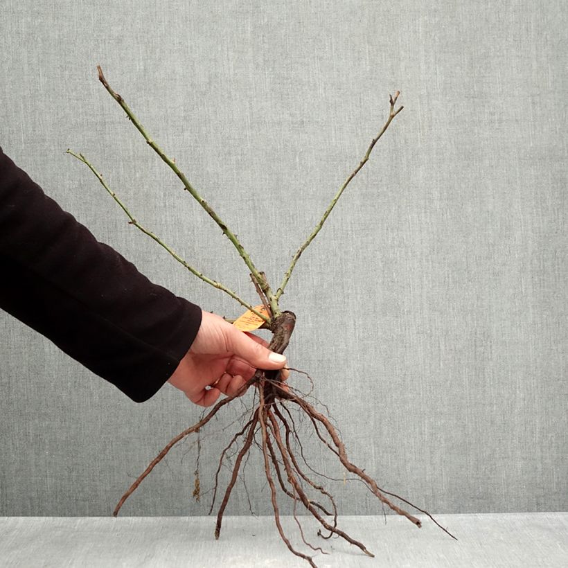 Exemplaar van Rosa The McCartney Rose - Grootbloemige roos Naakte wortel zoals geleverd in de winter