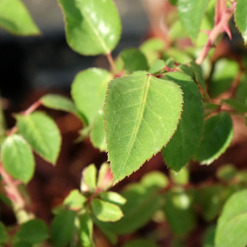 Rosa Thierry Marx - Grootbloemige roos (Blad)