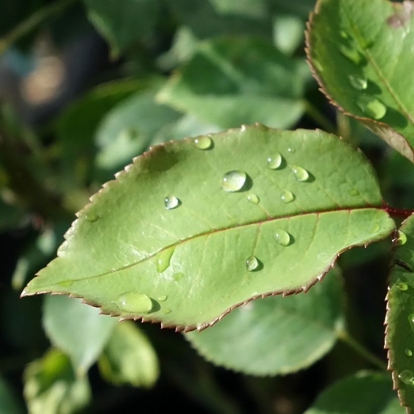Rosa Tobago Odore - Grootbloemige roos (Blad)