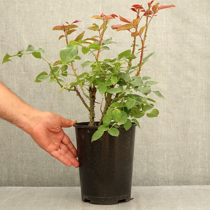 Exemplaar van Rosa Tobago Odore - Grootbloemige roos Pot van 4 l/5 l zoals geleverd in de zomer