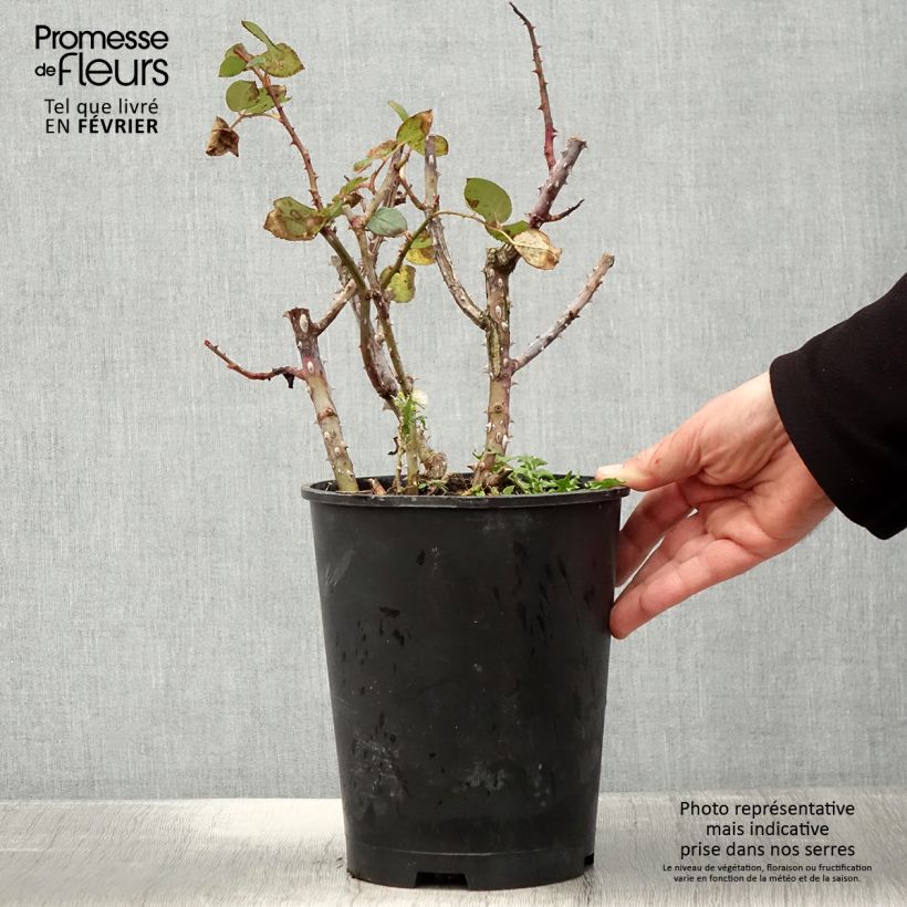 Exemplaar van Rosa Tobago Odore - Grootbloemige roos Pot van 4 l/5 l zoals geleverd in de winter