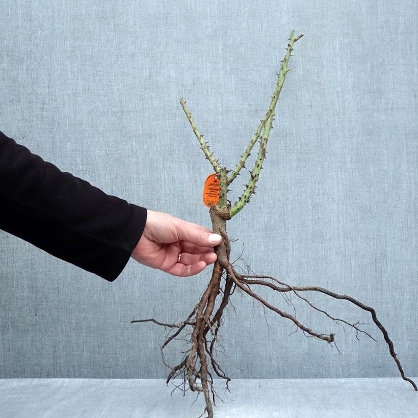 Exemplaar van Rosa Traviata - Grootbloemige roos Naakte wortel zoals geleverd in de winter