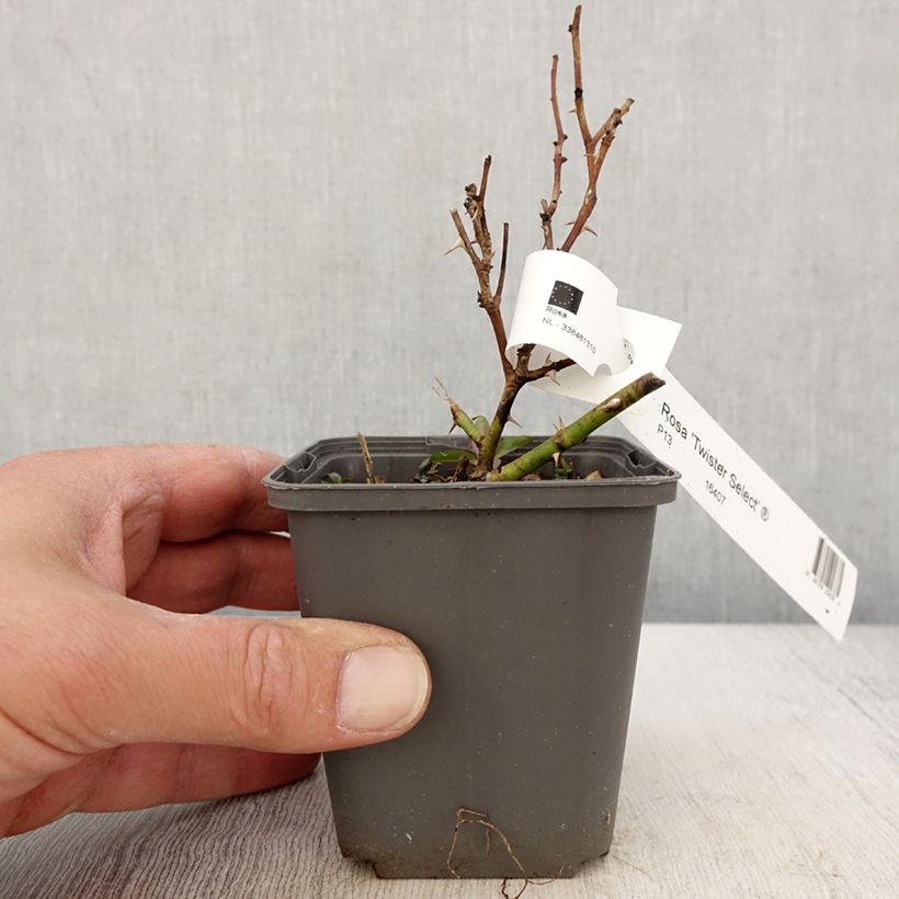 Exemplaar van Rosa Twister Select - Grootbloemige roos Kweekpotje van 8/9 cm zoals geleverd in de lente