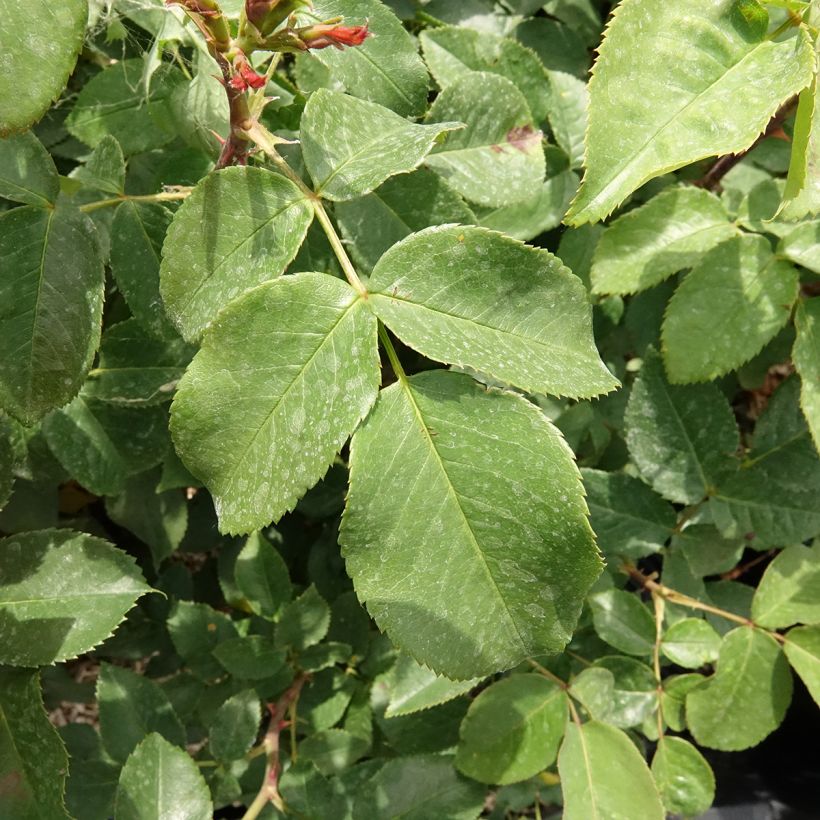 Rosa Sexy Perfumella - Grootbloemige roos (Blad)