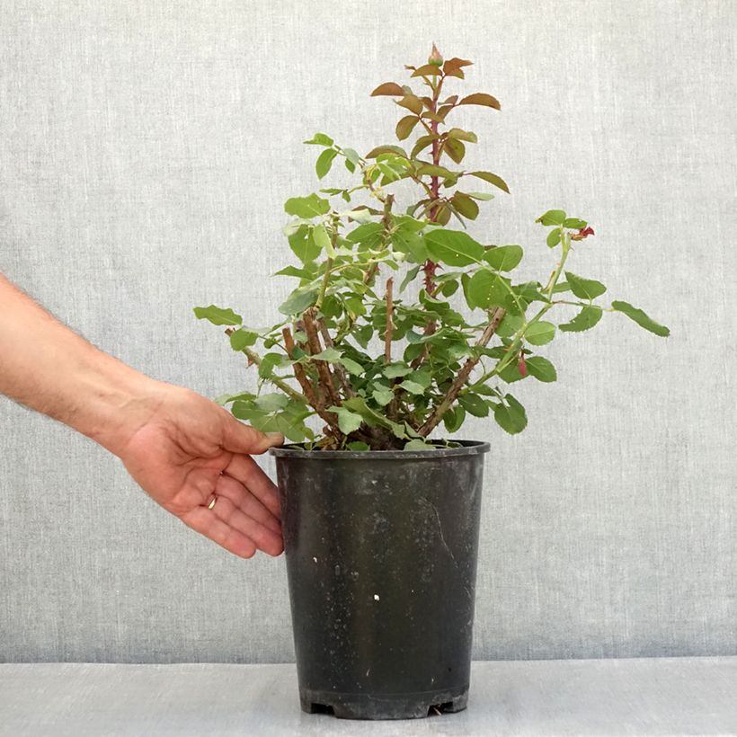 Exemplaar van Rosa Victor Hugo - Grootbloemige roos Pot van 4 l/5 l zoals geleverd in de zomer