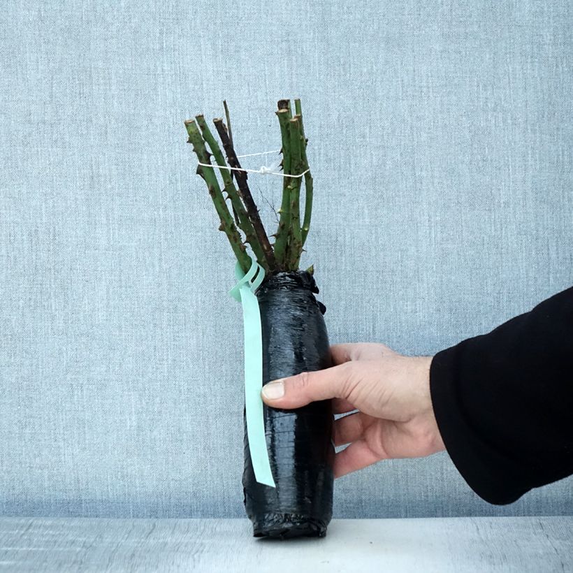 Exemplaar van Rosa Chinatown - Grootbloemige roos In kluit zoals geleverd in de winter