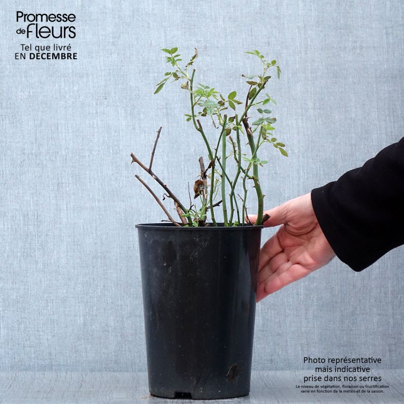Exemplaar van Rosa Chinatown - Grootbloemige roos Pot van 4 l/5 l zoals geleverd in de herfst