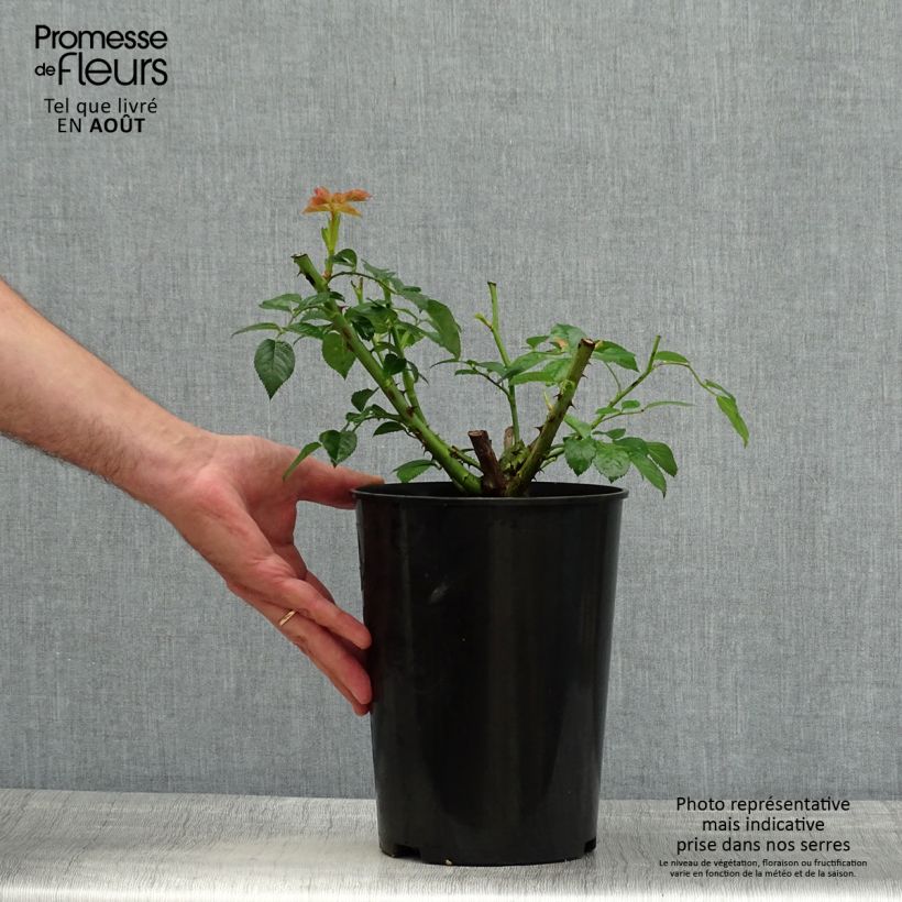 Exemplaar van Rosa Chinatown - Grootbloemige roos Pot van 4 l/5 l zoals geleverd in de zomer