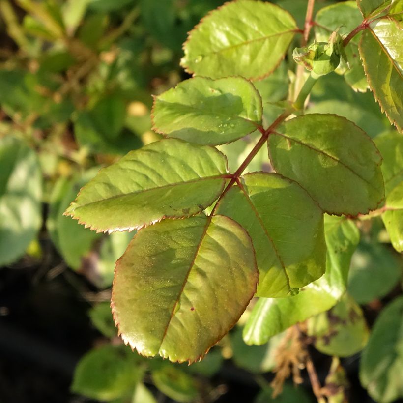 Rosa Chinatown - Grootbloemige roos (Blad)