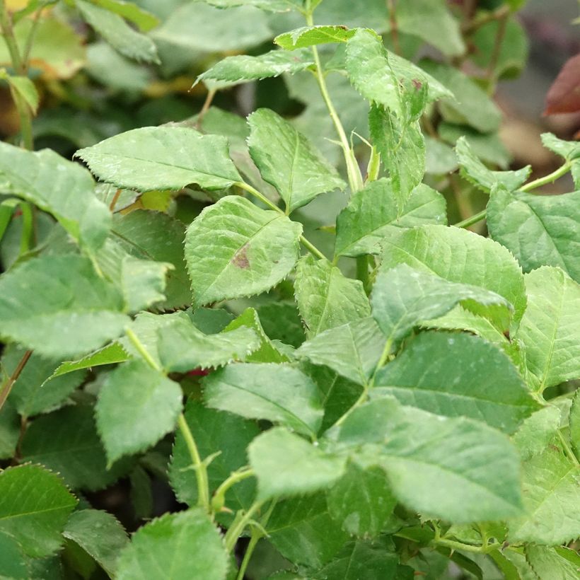 Rosa Ville de Fontenay-aux-Roses - Grootbloemige roos (Blad)